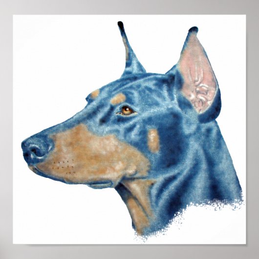Doberman Poster (Voorkant)