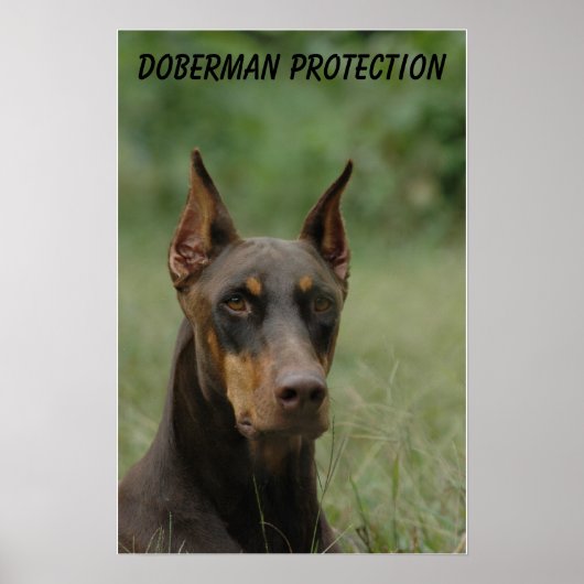 Doberman Protection Poster (Voorkant)