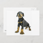 Doberman Puppy Briefkaart (Voorkant / Achterkant)