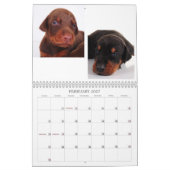 Doberman Puppy Calendar Kalender (Feb 2027)