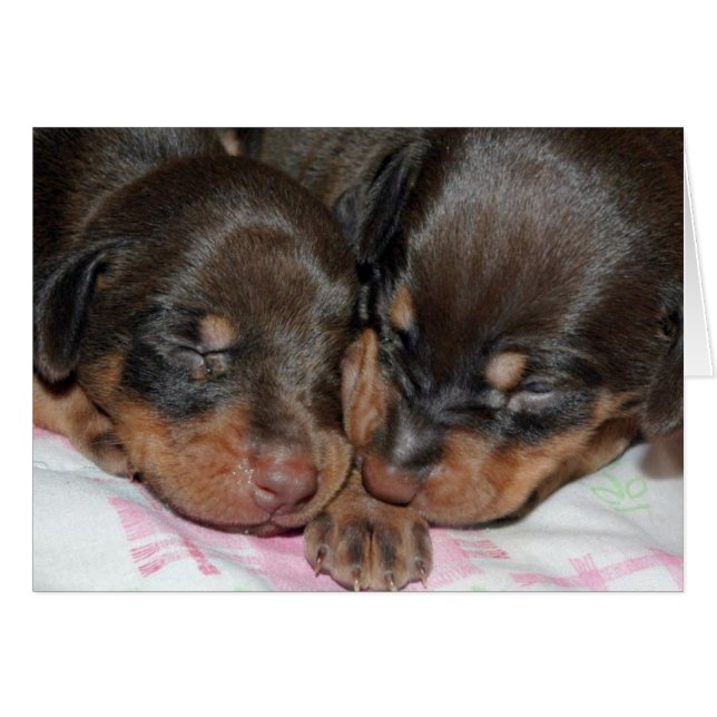 Doberman Sleeping (Voorkant Horizontaal)