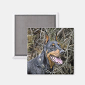 Doberman Smile Magnet (Recto/Verso)