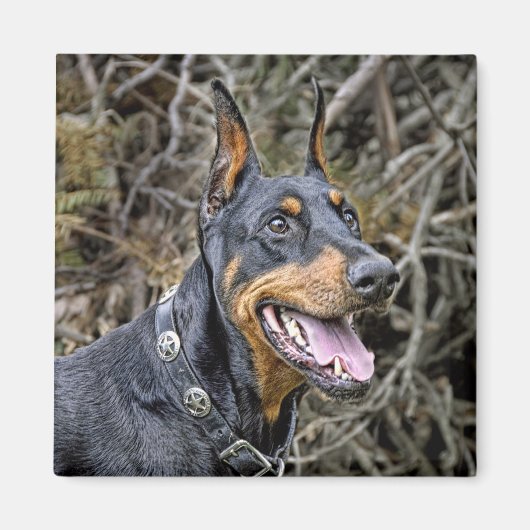 Doberman Smile Magnet (Devant)