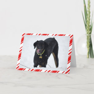 Dobermann mignon dans la carte de vacances de