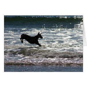 Dobermann - noir - saut d'océan