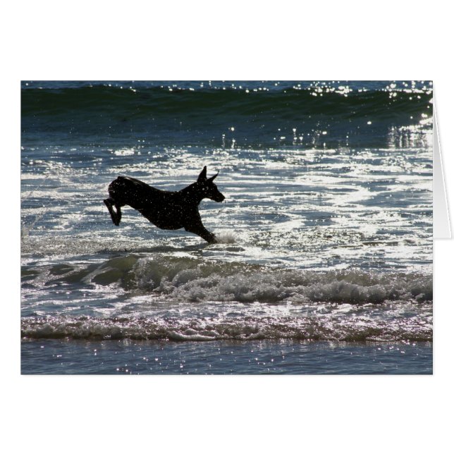 Dobermann - noir - saut d'océan (Devant horizontal)