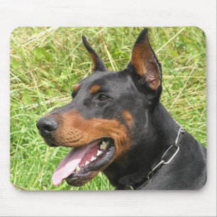 Dobermann Pinscher Puppy Hond Zwarte Bord Muismat