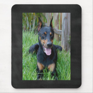 Dobermann Pinscher Puppy Hond Zwarte Schoolbord Mu Muismat
