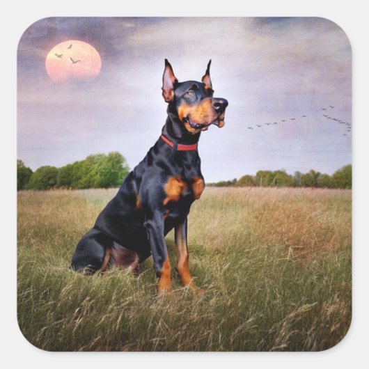 Dobermann Pinscher Vierkante Sticker (Voorkant)