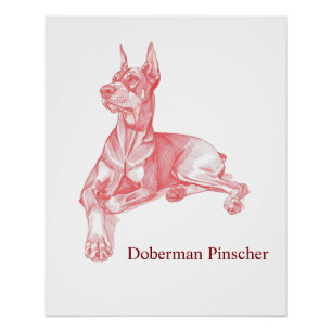 Dobermann Pinschers Potlood Tekening Portret Poste Perfect Poster