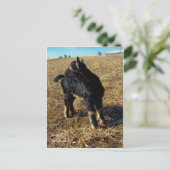 Dobie A Billy Goat Kind Briefkaart (Staand voorkant)