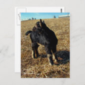 Dobie A Billy Goat Kind Briefkaart (Voorkant / Achterkant)