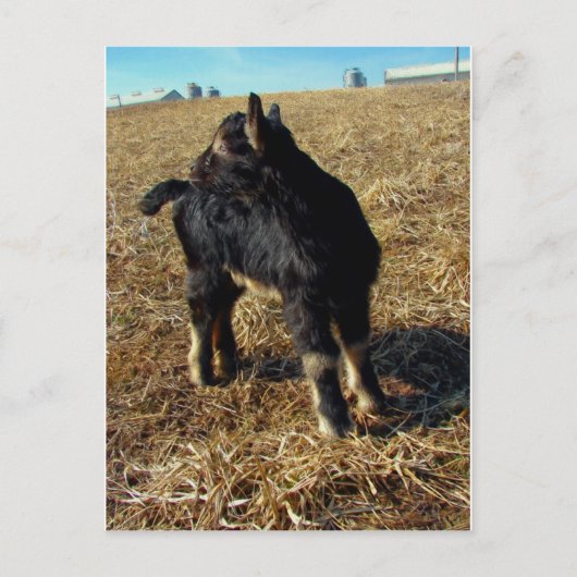 Dobie A Billy Goat Kind Briefkaart (Voorkant)