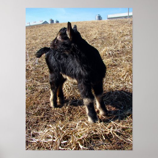 Dobie Poster (Voorkant)