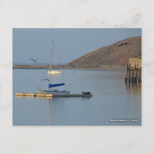 Dock Seal Wakes Blue Beach Song™ Briefkaart