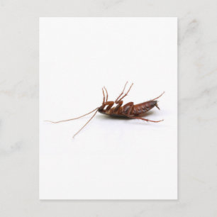 Dode cockroach briefkaart