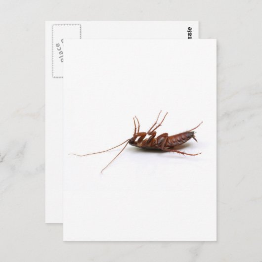 Dode cockroach briefkaart (Voorkant / Achterkant)