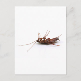 Dode cockroach briefkaart
