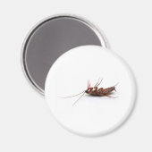 Dode cockroach magneet (Voorkant / Achterkant)