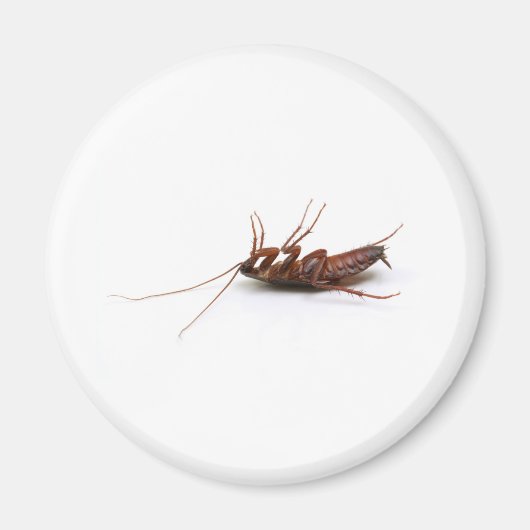 Dode cockroach magneet (Voorkant)