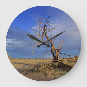 Dode Kameeldoring (Acacia Erioloba) Boom Grote Klok
