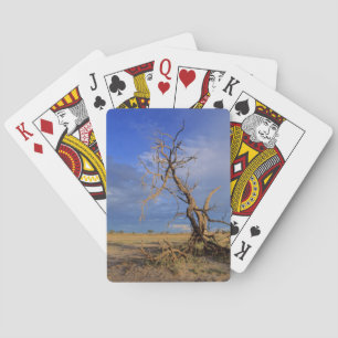 Dode Kameeldoring (Acacia Erioloba) Boom Pokerkaarten