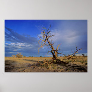 Dode Kameeldoring (Acacia Erioloba) Boom Poster