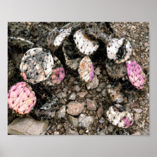 Dode roze cactus poster