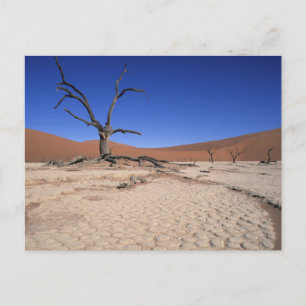 Dode Vlei, Sossusvlei, Namib-Naukluft Nationaal Briefkaart