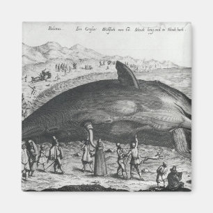 Dode walvis magneet
