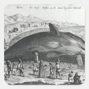 Dode walvis vierkante sticker