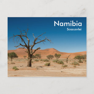 Dodelijke boom op het briefkaart Sossusvlei met te