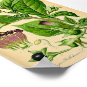 Dodelijke nachtschaduw (Atropa belladonna) Afdruk Poster (Hoek)