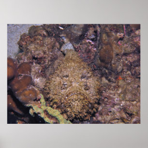 dodelijke steenvis poster