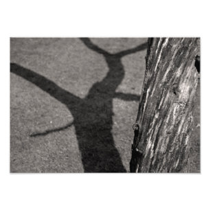 Dodemboom Foto Afdruk