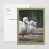 Dodevogels Briefkaart (Voorkant / Achterkant)