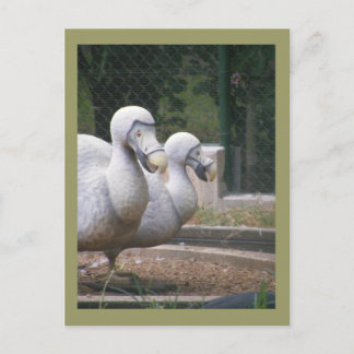 Dodevogels Briefkaart