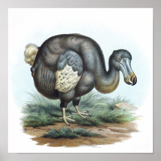 Dodo Bird Illustration Poster (Voorkant)