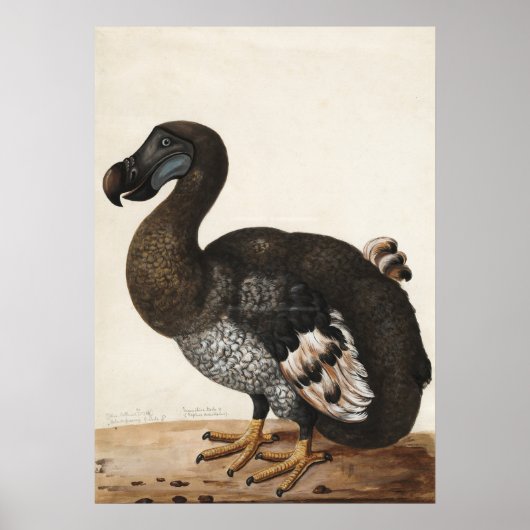 Dodo Bird  Print (Voorkant)