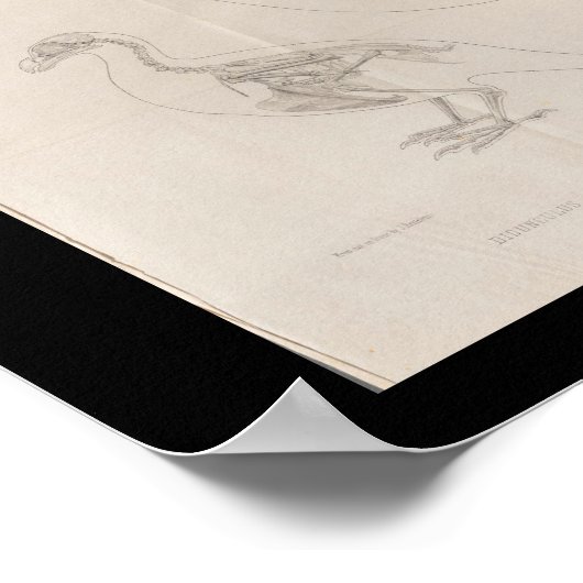 Dodo Bird Skeleton Print (Hoek)