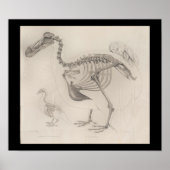 Dodo Bird Skeleton  Print (Voorkant)