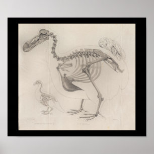 Dodo Bird Skeleton Print