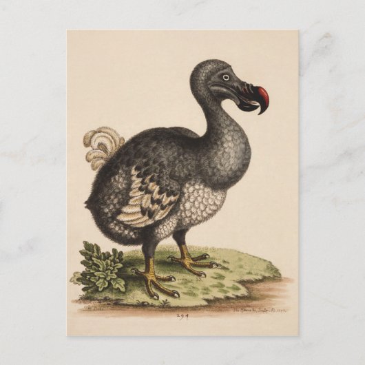 Dodo Briefkaart (Voorkant)