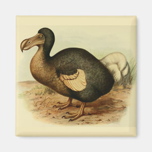 Dodo Magnet Magneet