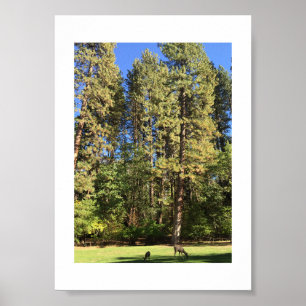 Doe en Fawn Yosemite kleurenfotografie Poster