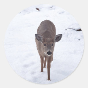 Doe hert in de sneeuwfotografie van Montana Wildli Ronde Sticker