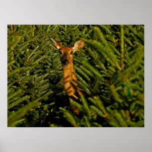 Doe in het Poster Pine Trees