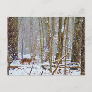 Doe in the snow, Deer in Lake Arrowhead Briefkaart