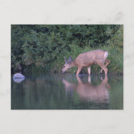 Doe Mule Deer Early Morning Crossing Briefkaart