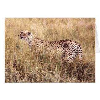 Doema (Cheetah)